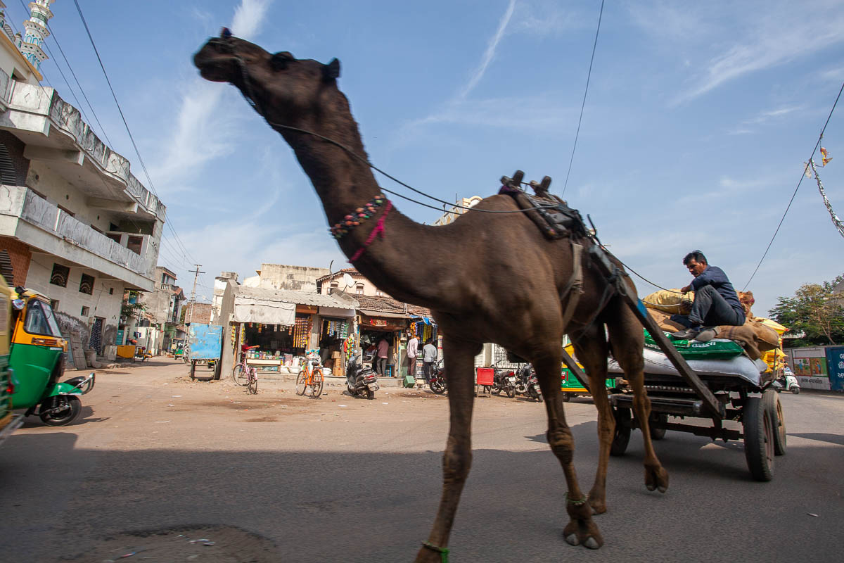 Индия, верблюд, животное, город, патан, улица, телега, путешествия, Сергей Козинцев