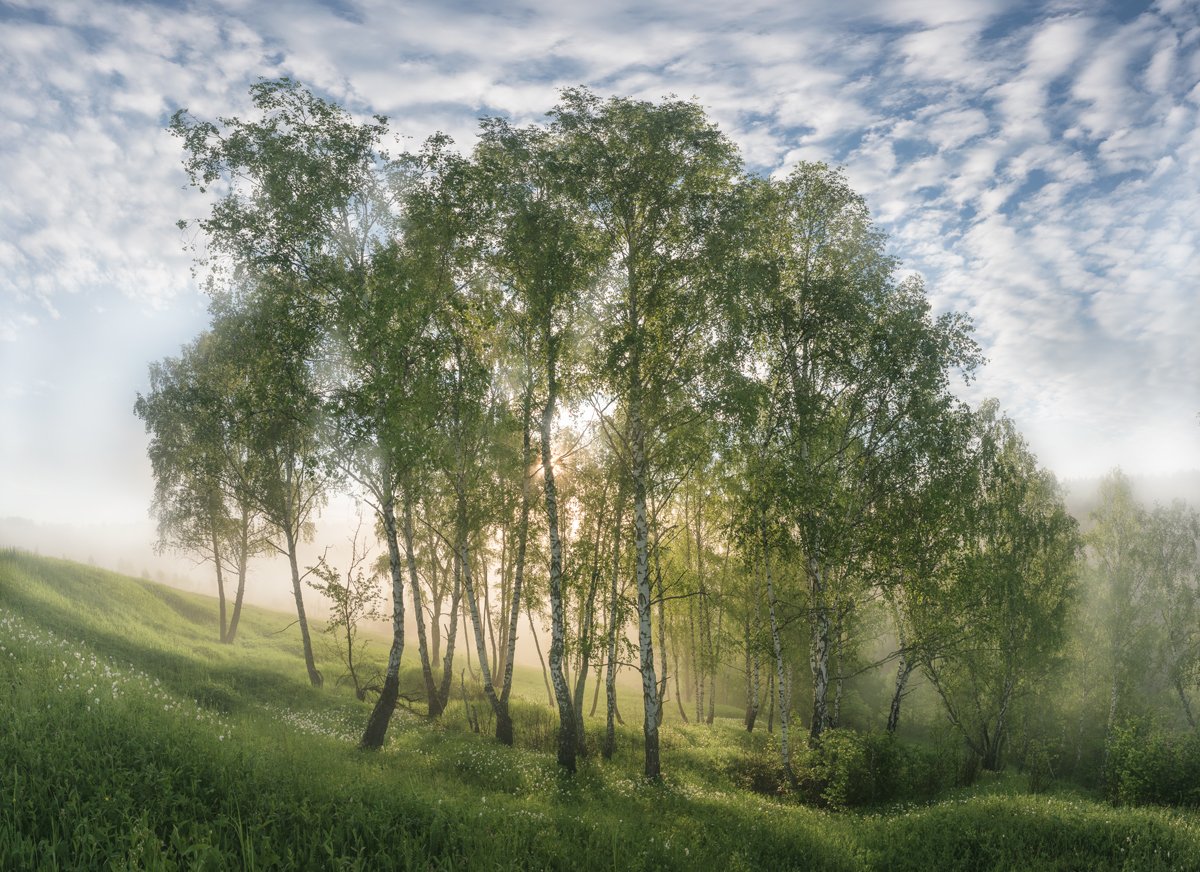 лес, свет, утро, природа, рассвет, Баранов Олег