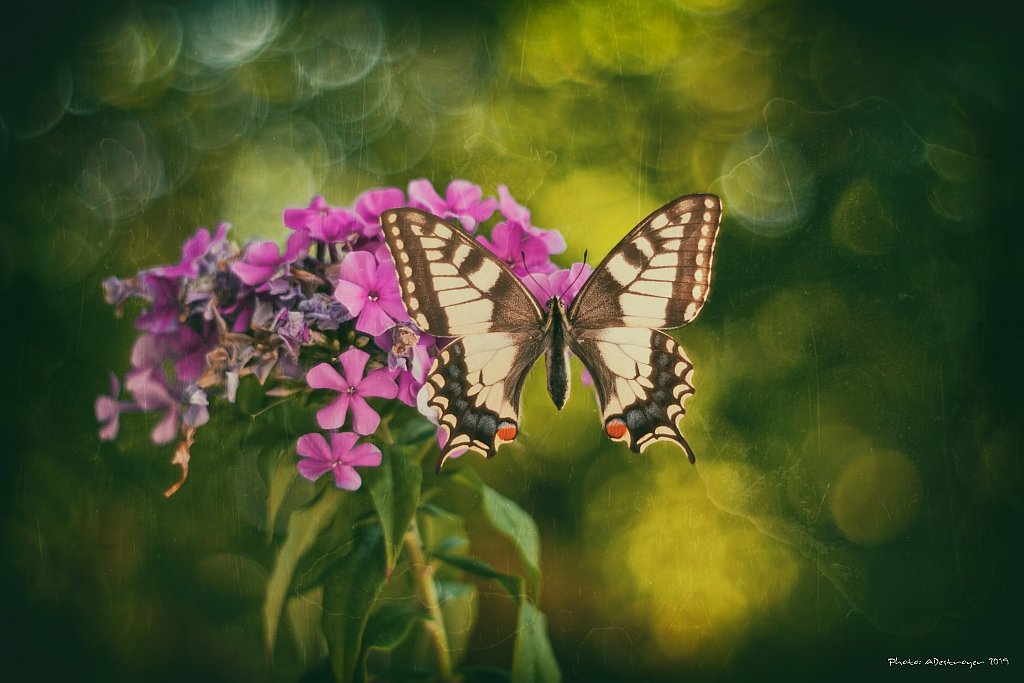 macro nature butterfly, Ryszard Lal