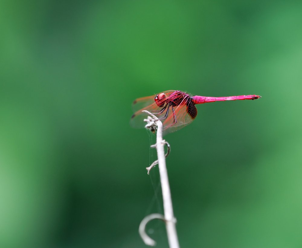 macro, closeup, insect, макро, насекомые, gnilenkov, Alexey Gnilenkov