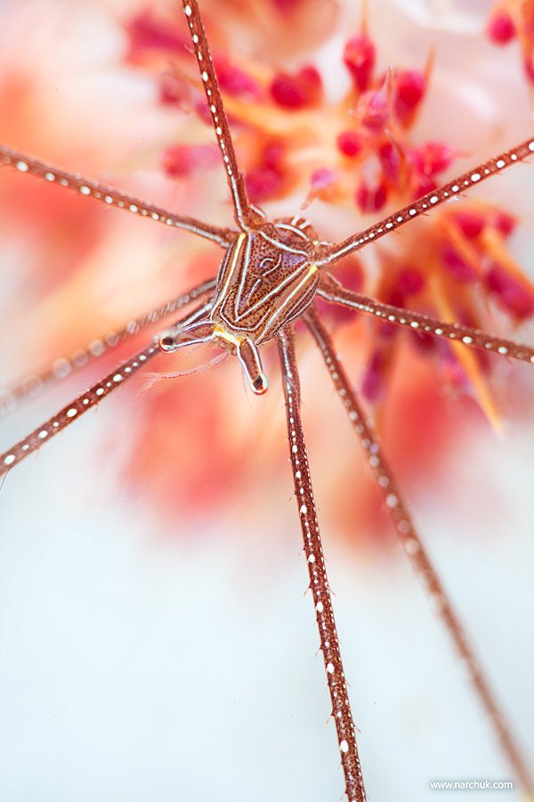 crab, snow, flower,underwater,color,arrow,spider,white, Нарчук Андрей