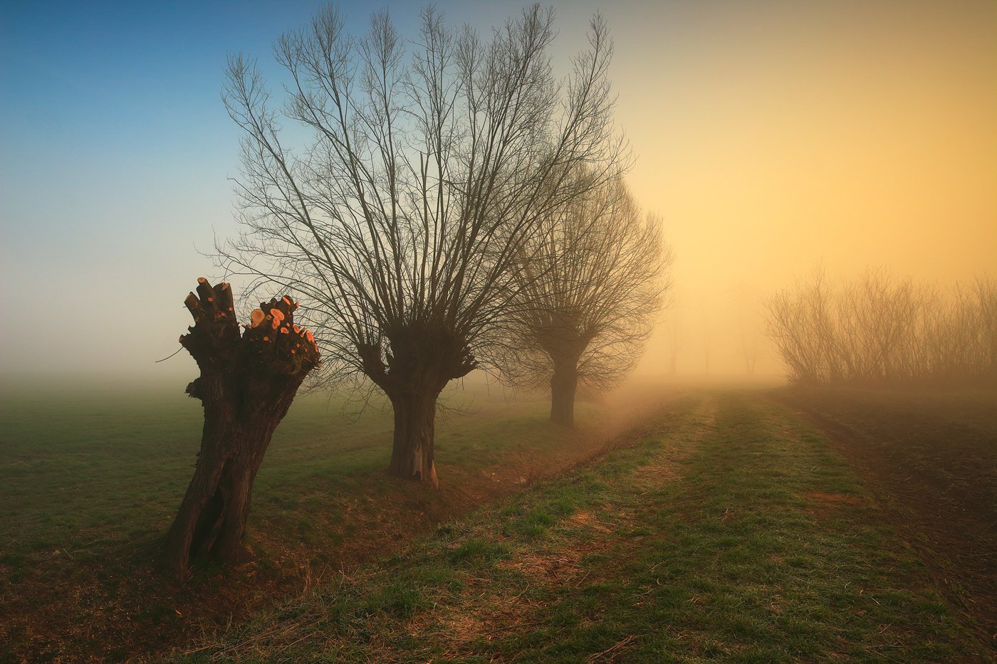 sunrise, morning, light, spring, fog, mist, tree, willow,, Jacek Lisiewicz