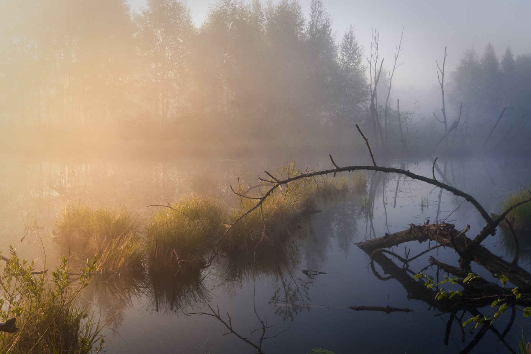 туман, московская область, утро, природа, пейзаж, Александр Кыров