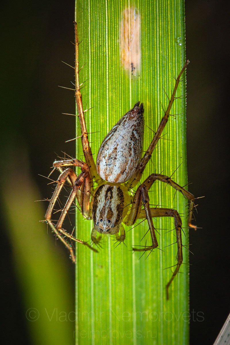 lynx spider, spider, Oxyopes lineatus, female, Northwestern Caucasus, Krasnodar Territory, Владимир Нейморовец