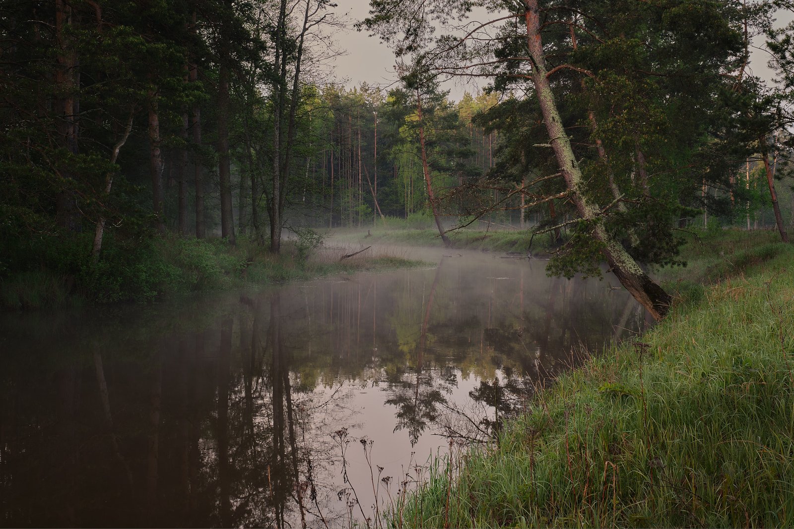 река. деревья, лес, туман, Григорий Бельцев