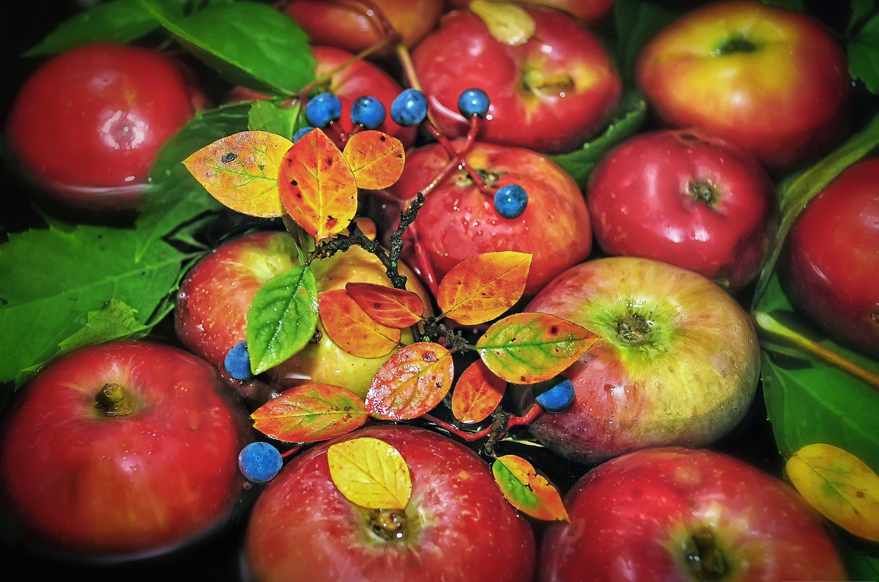 осень,яблоки,листья,разноцветие,запах, Владимир Володин