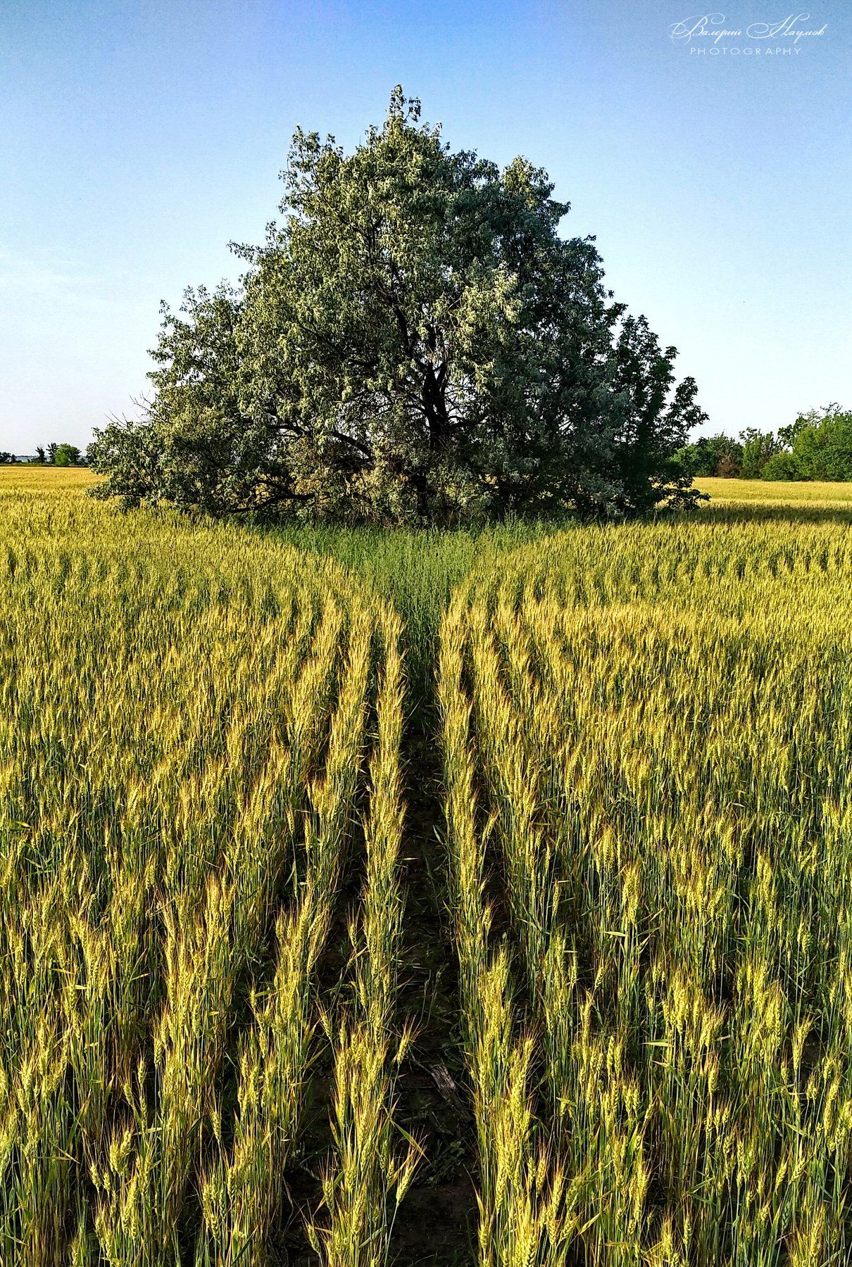поле, июнь, пшеница, дерево, маслина, Валерий Наумов