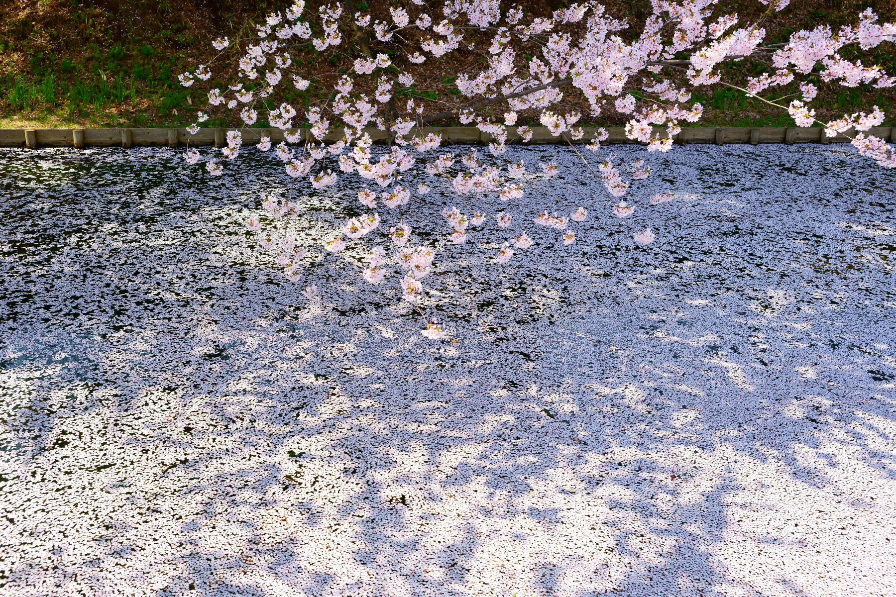 japan, aomori, spring, cherry blossom, petals, sakura, landscape, flower, travel, garden,, Shin