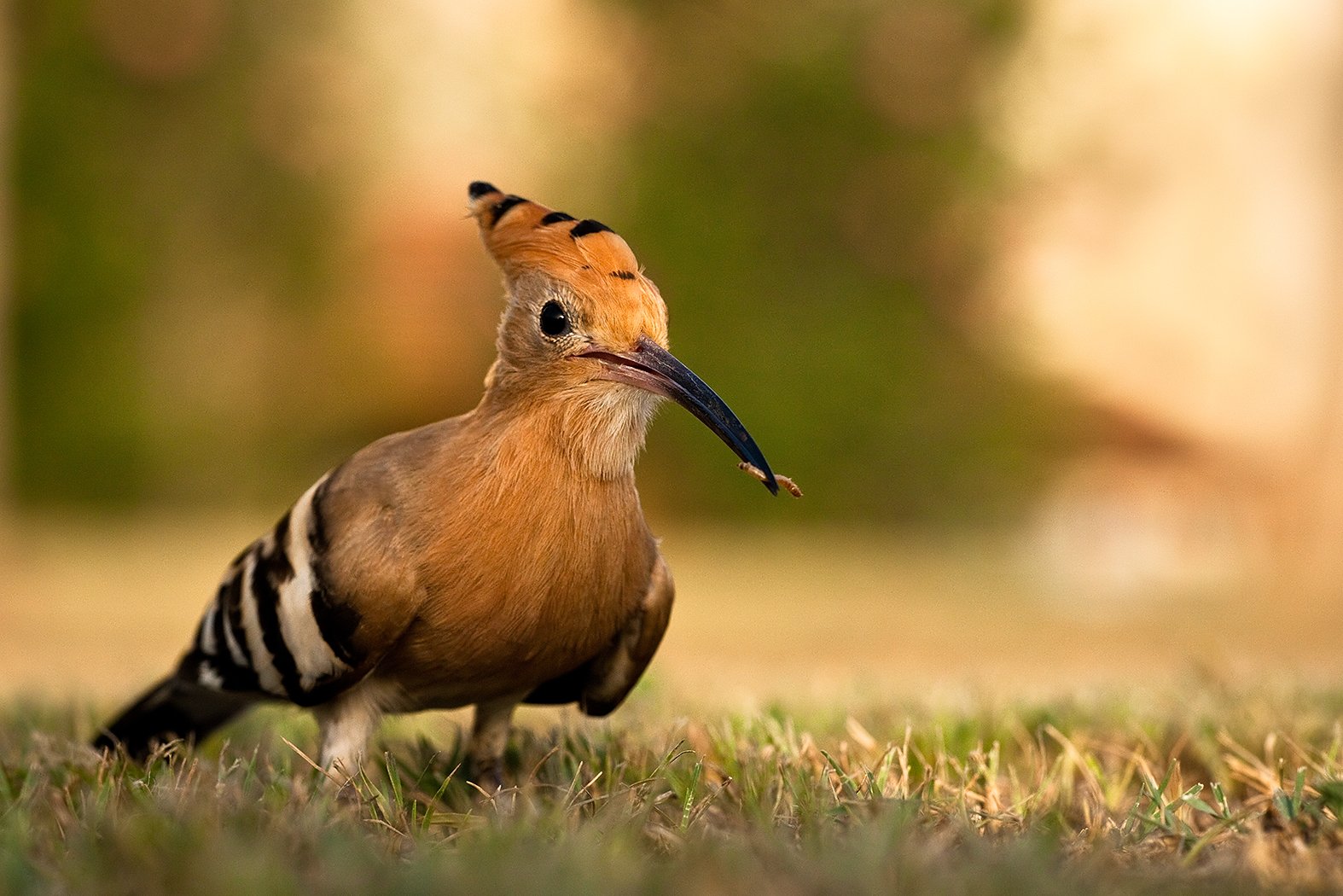 , Robert Adamec