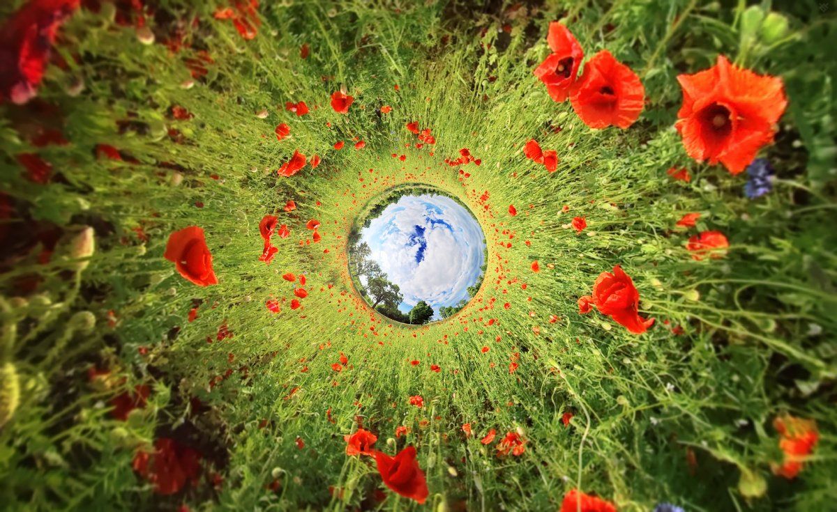 poppy, plants, flowers, 360, Wojciech Grzanka