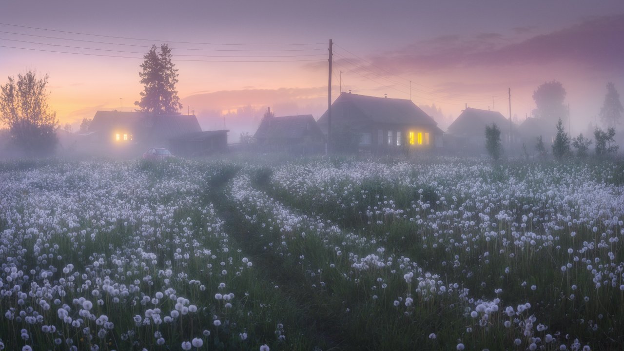 туман, цветы, деревня, дорога, Дмитрий Медянцев