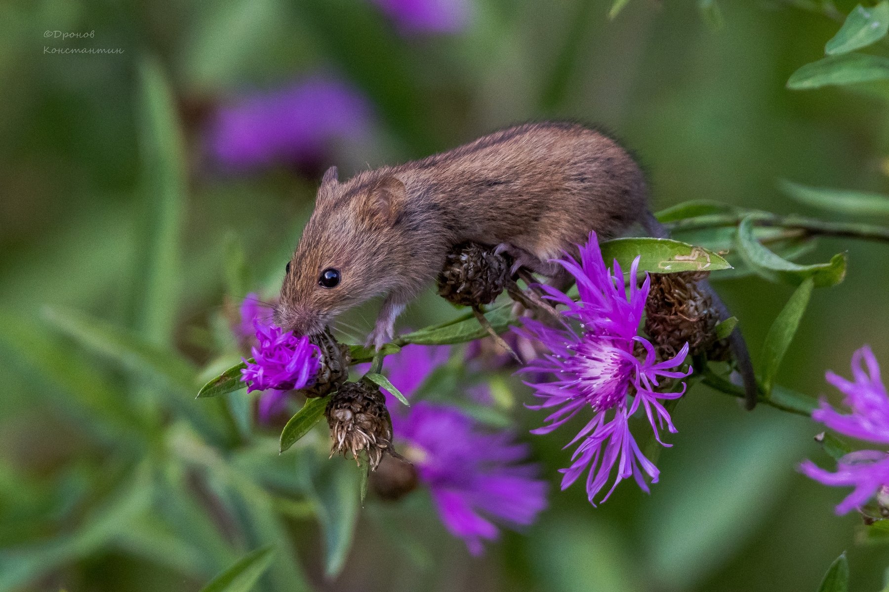 мыши, цветы., Дронов Константин