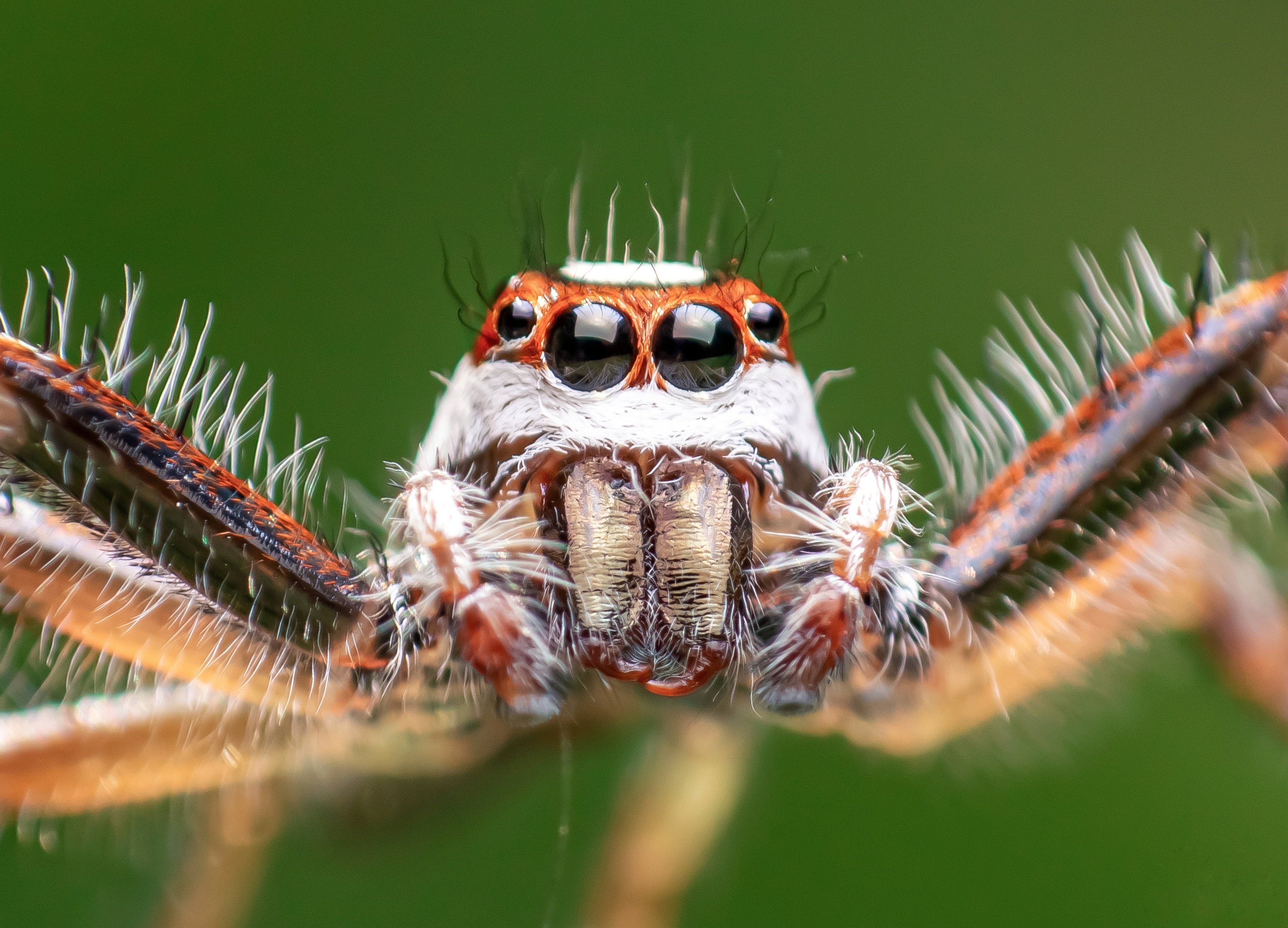 macro wildlife closeup insects spiders, Shuvam Sadhukhan