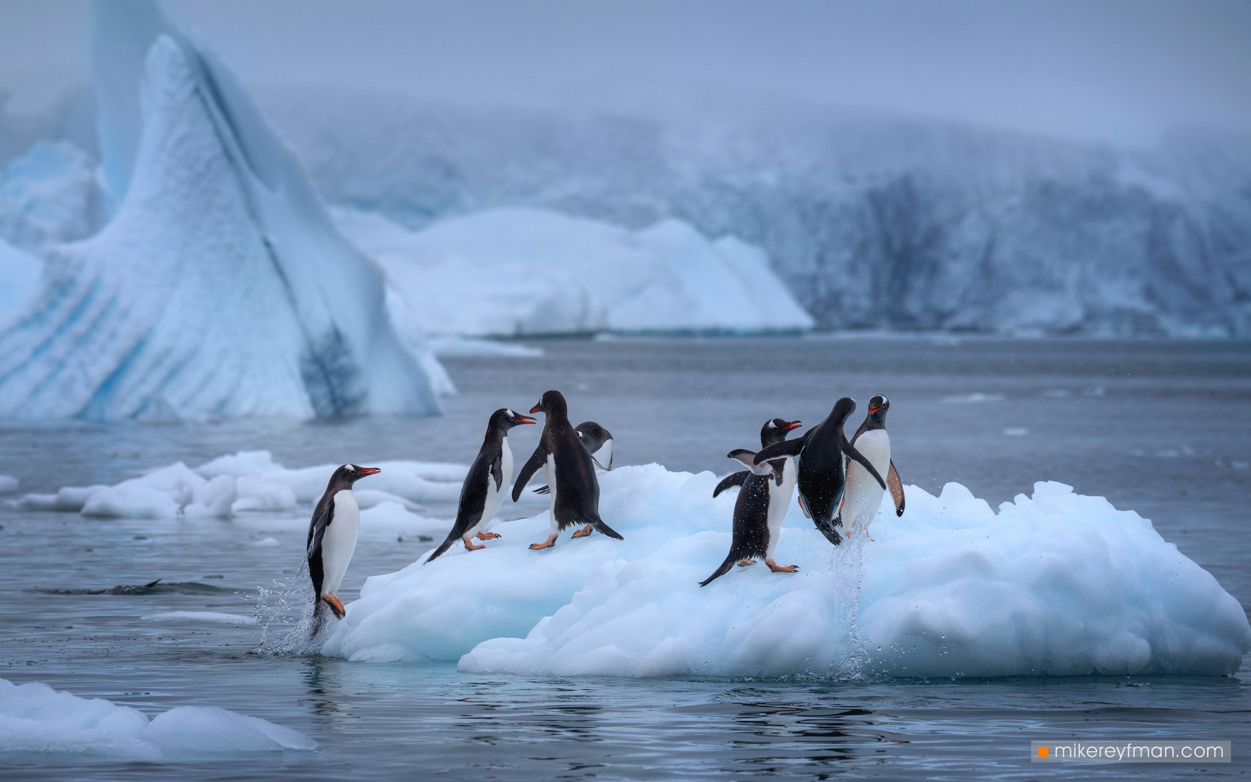 gentoo penguins, errera channel, cuverville island, antarctic, antarctica, ice, iceberg, arch, cold, romantic, polar climate, Майк Рейфман