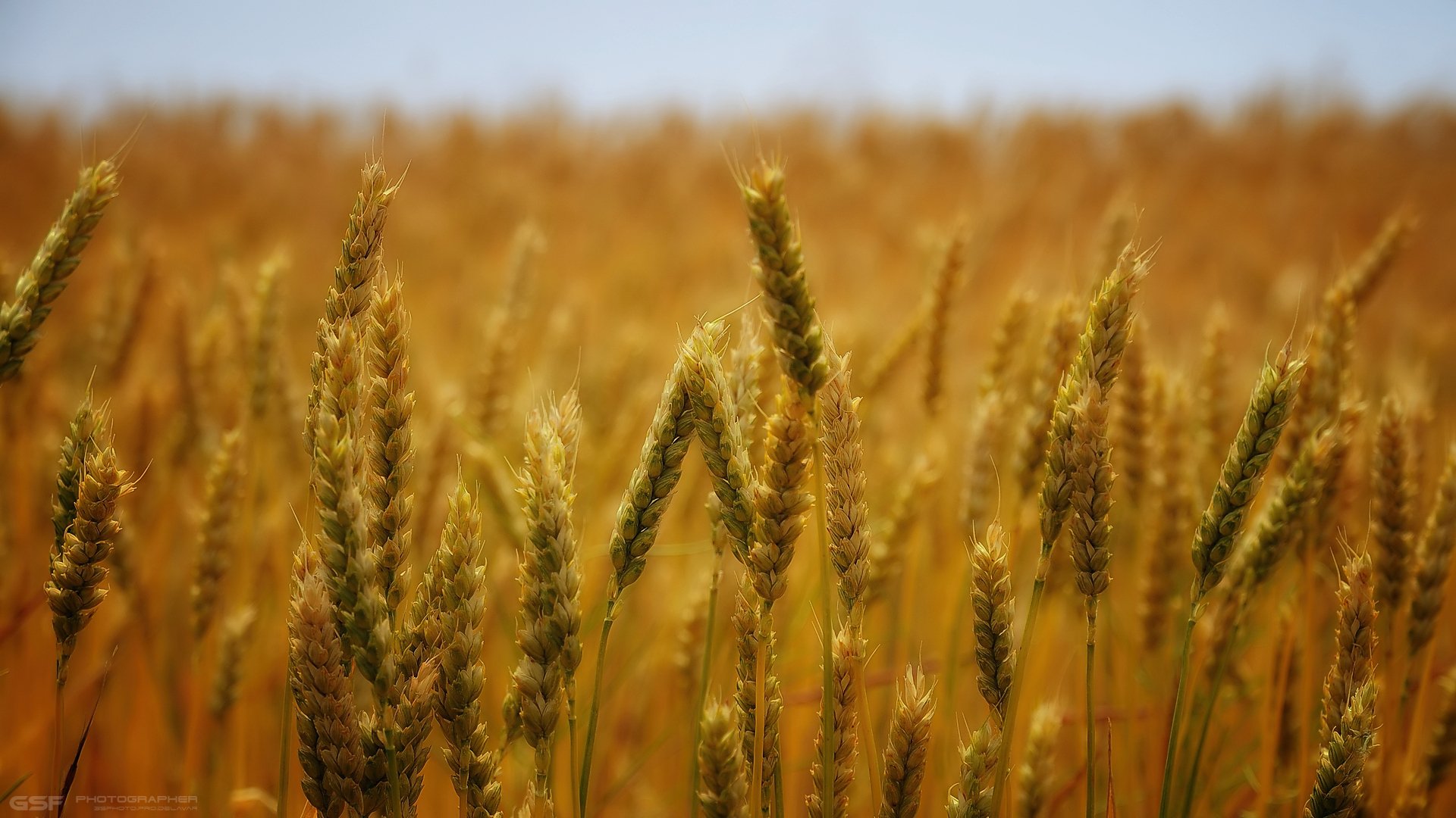 лето пшеница поле хлеб природа, Serj Master