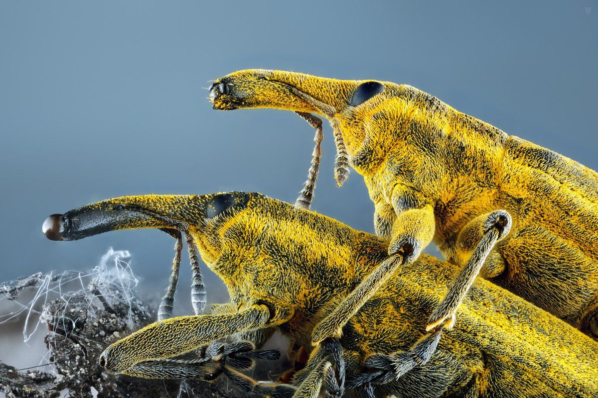 insect, Lixus iridis, macro, Wojciech Grzanka