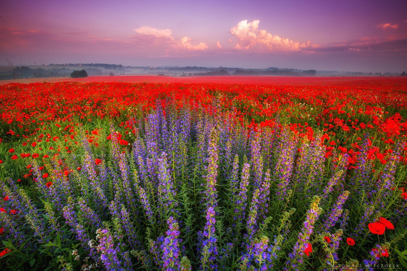 poland, polish, landscape, sunrise, sunset, colours, awesome, amazing, adventure, travel, beautiful, fields, poppy, spring, flowers, red, carpet, Tomasz Wieczorek