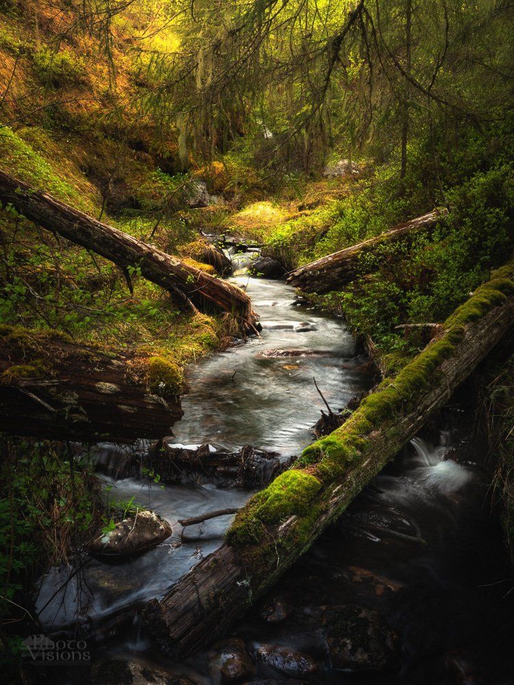 forest,woodlands,woods,trees,river,nature,norway,norwegian,spring,springtime,, Adrian Szatewicz