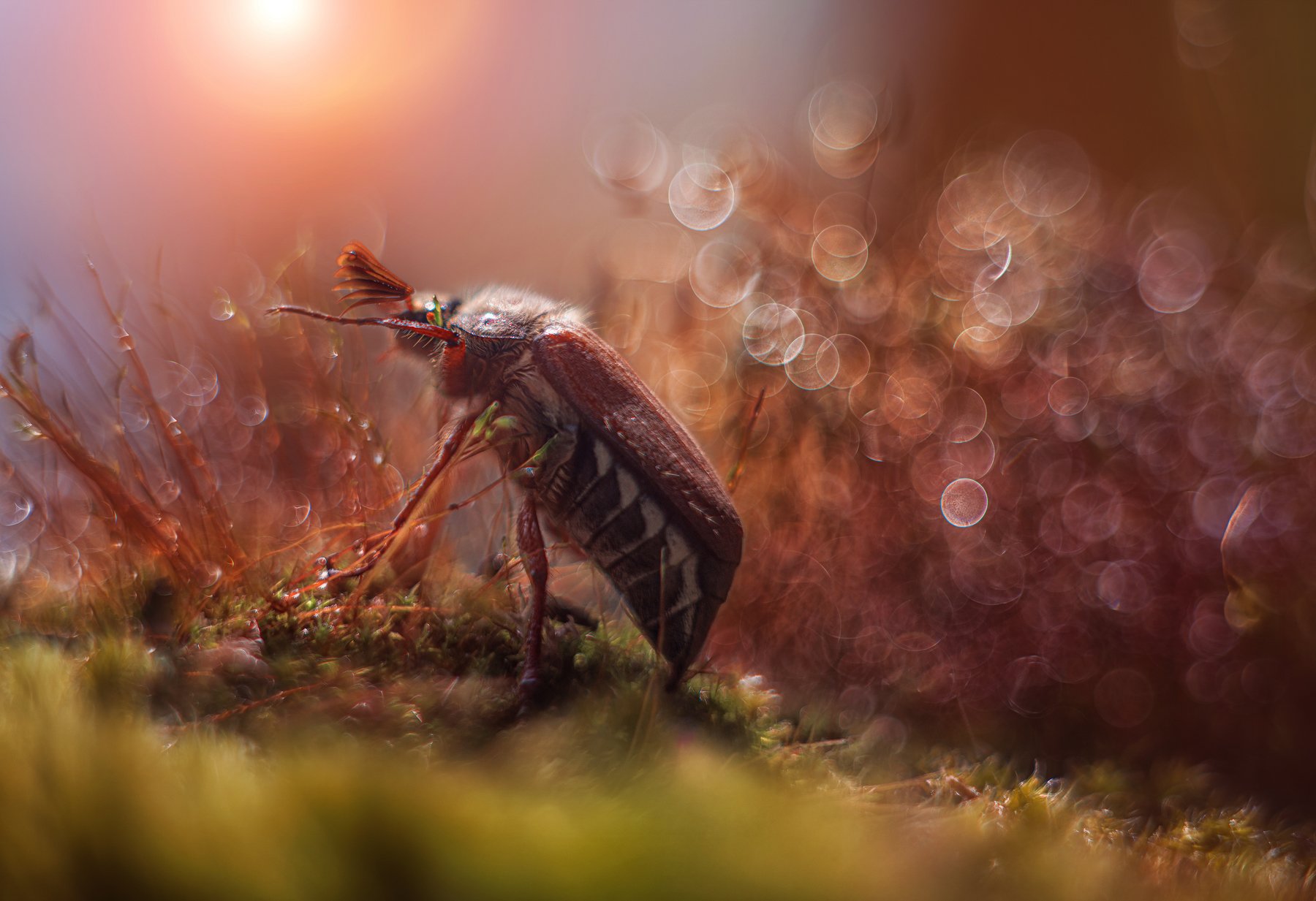 макро жук мох боке солнце майский хрущ, Анастасия Третьякова