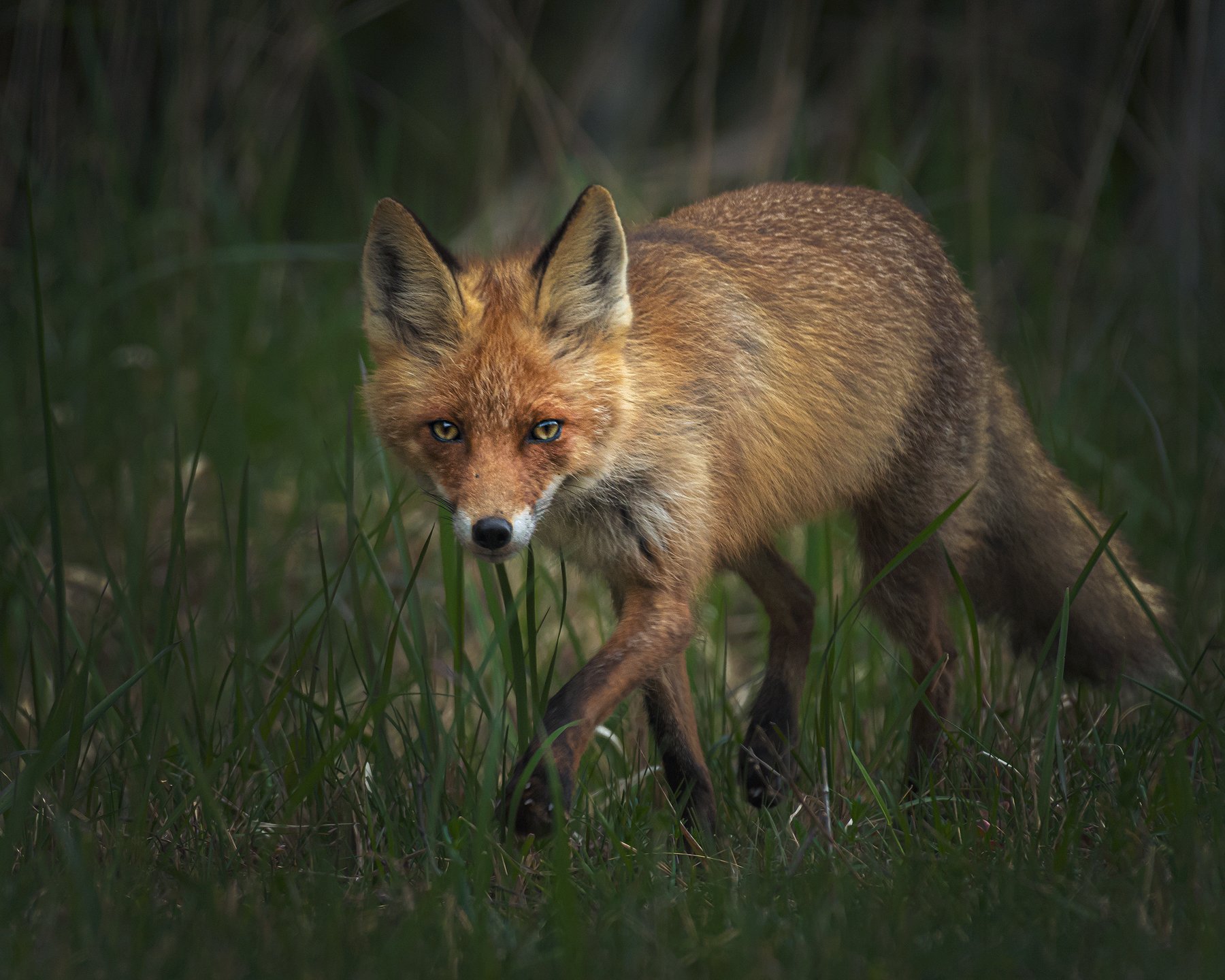 real wildlife, wildlife, nature, forest, wildlife photographer, red fox, animal photography, лиса, дикая природа, sa_travelmedia, природа, fox,, Aleksey Sharypin