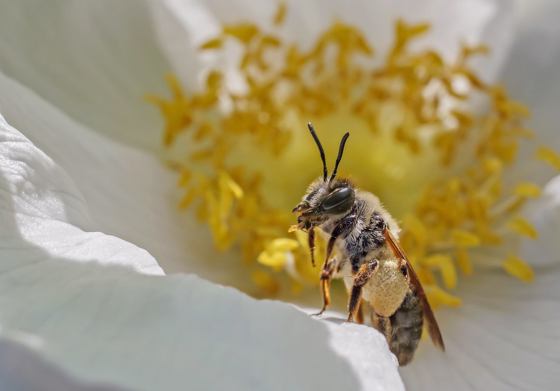 Пчела, цветок, шиповник, Чепленко Алексей