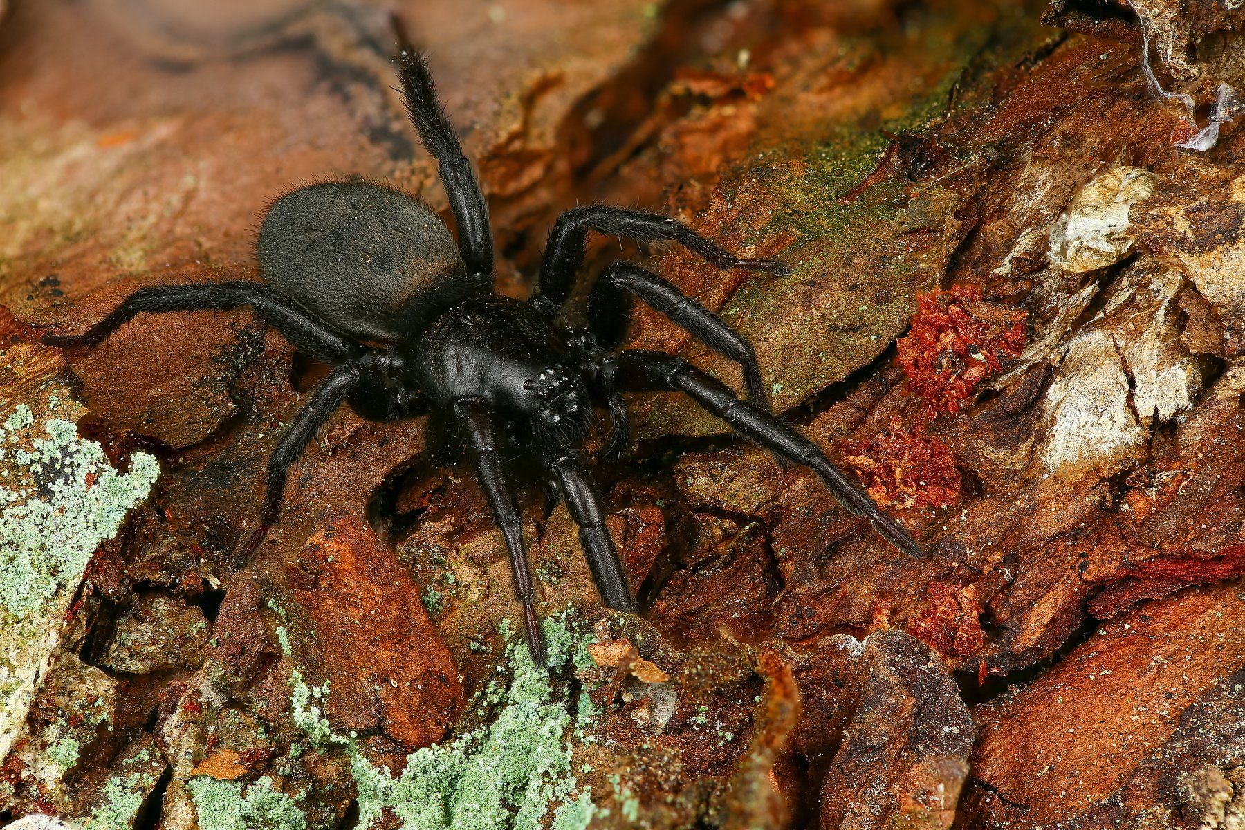 паук,макро,природа,цвет,коричневый,животное, Андрей Шаповалов