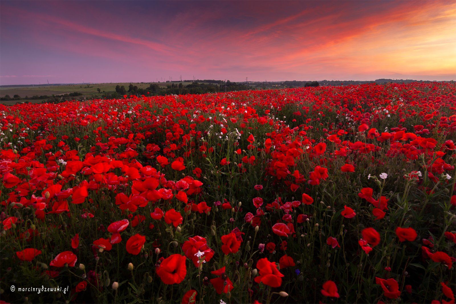 poppies, maki, polska, marcin rydzewski, landscape, canon, nature, red, flowers, , Marcin Rydzewski