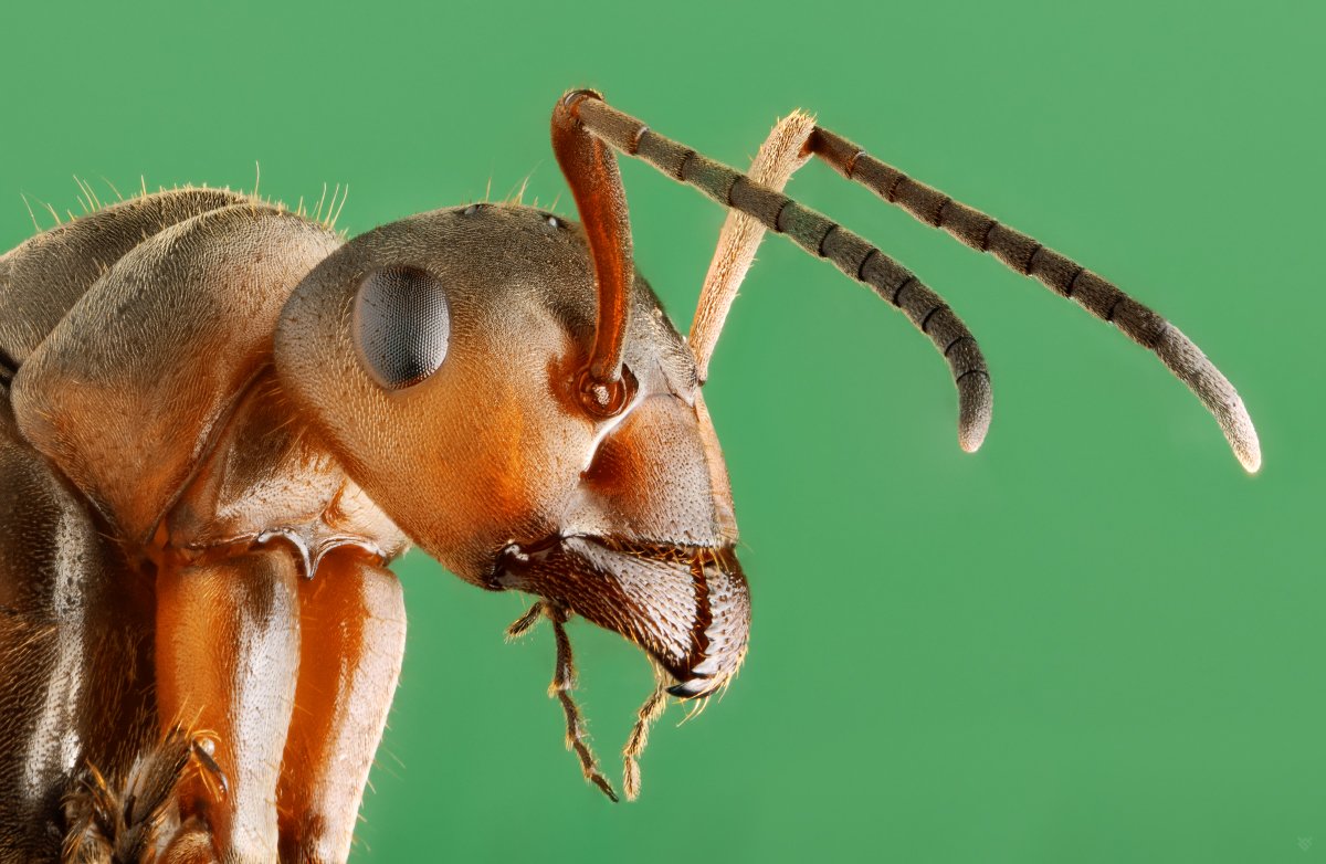 insect, bug, macro,ant, Wojciech Grzanka