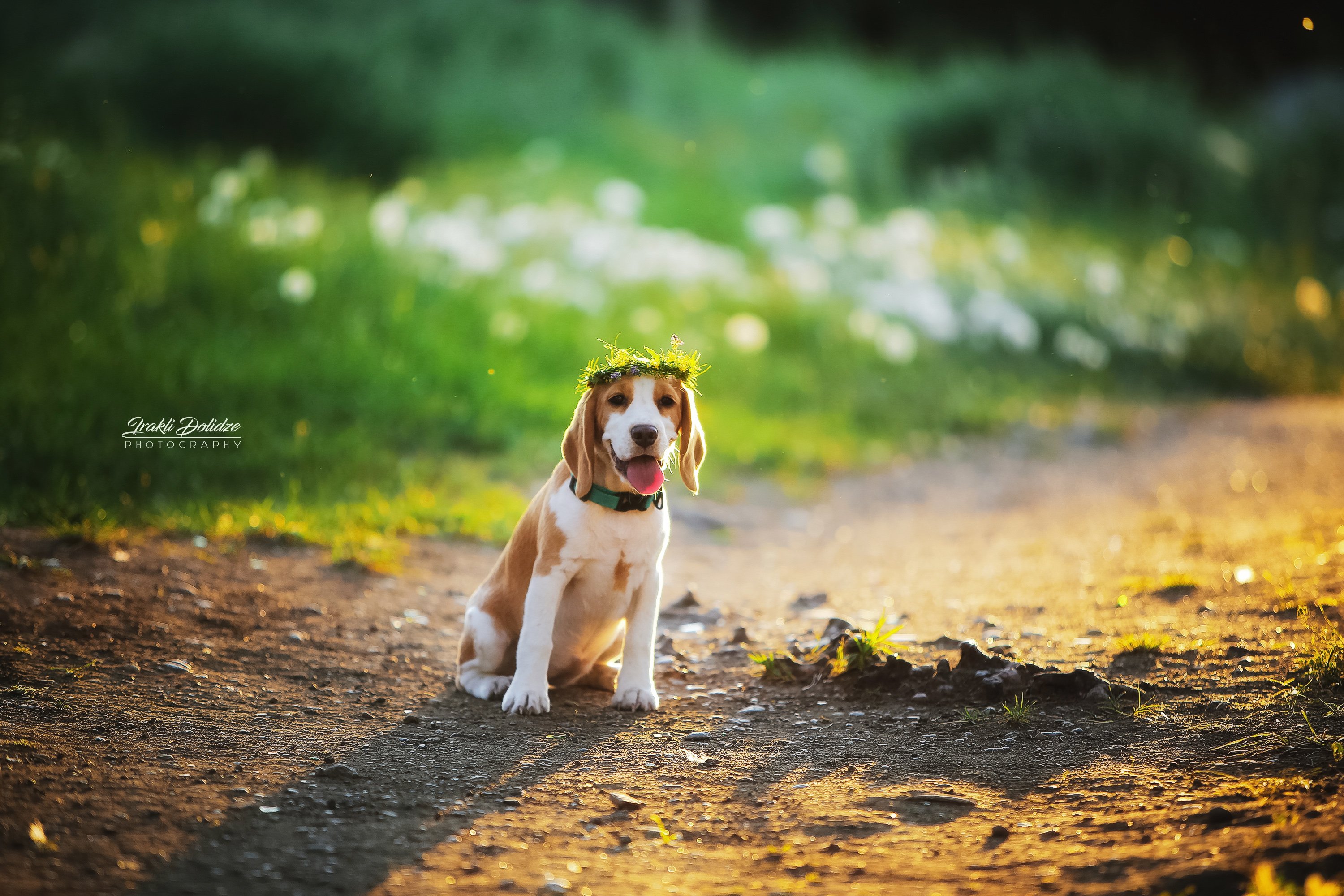 dog, beagle, sunset. spring, colors, green, bokeh, canon, outside, road, собака, весна, ირაკლი დოლიძე