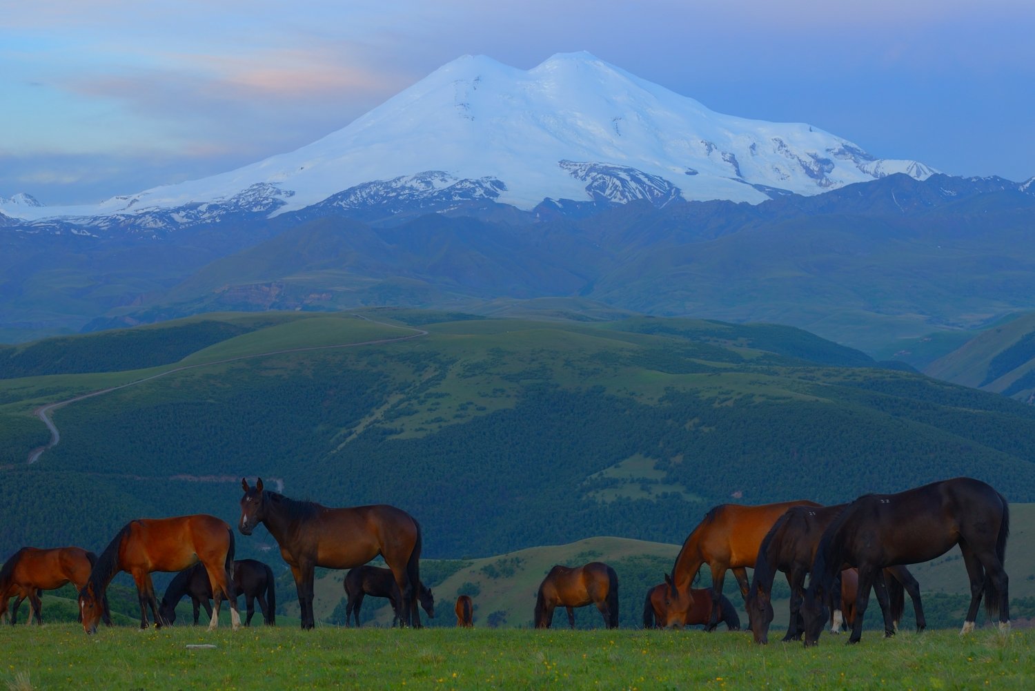 горы лето эльбрус лошади рассвет, Александр Жарников