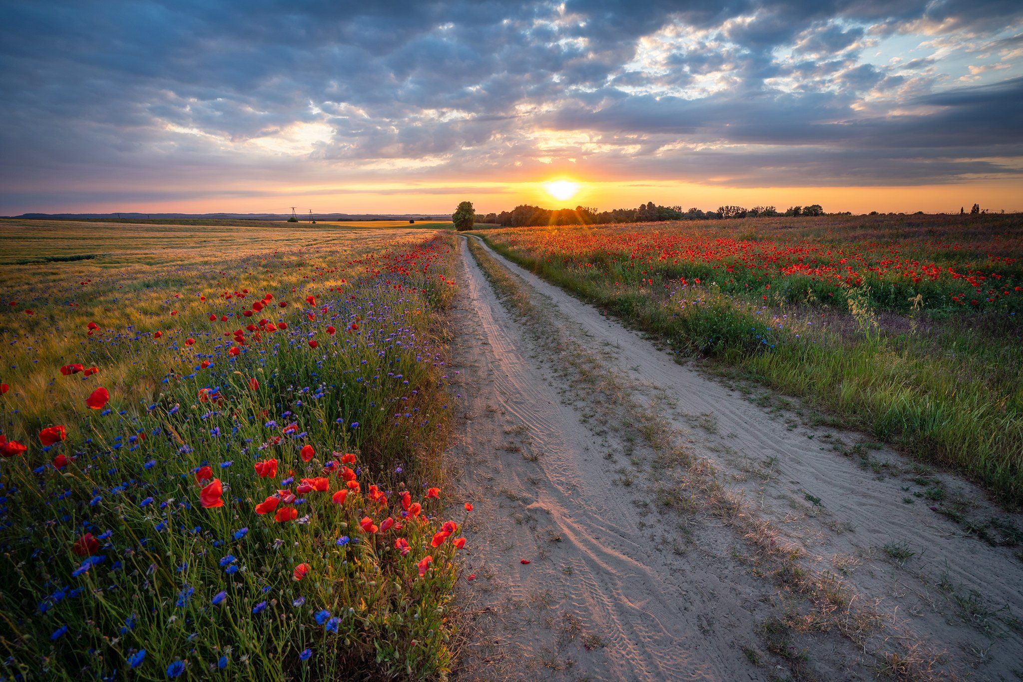 road of hope path magic sun sunset poppy flowers dranikowski sunlight sky clouds, Radoslaw Dranikowski
