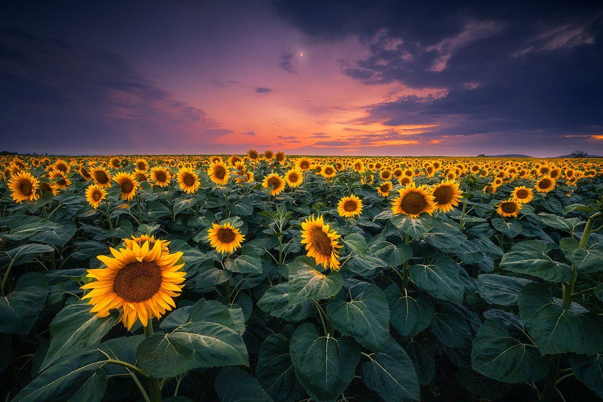 sunflower, fileld, landscape, austria, clouds, sky, moon, Roberto Pavic