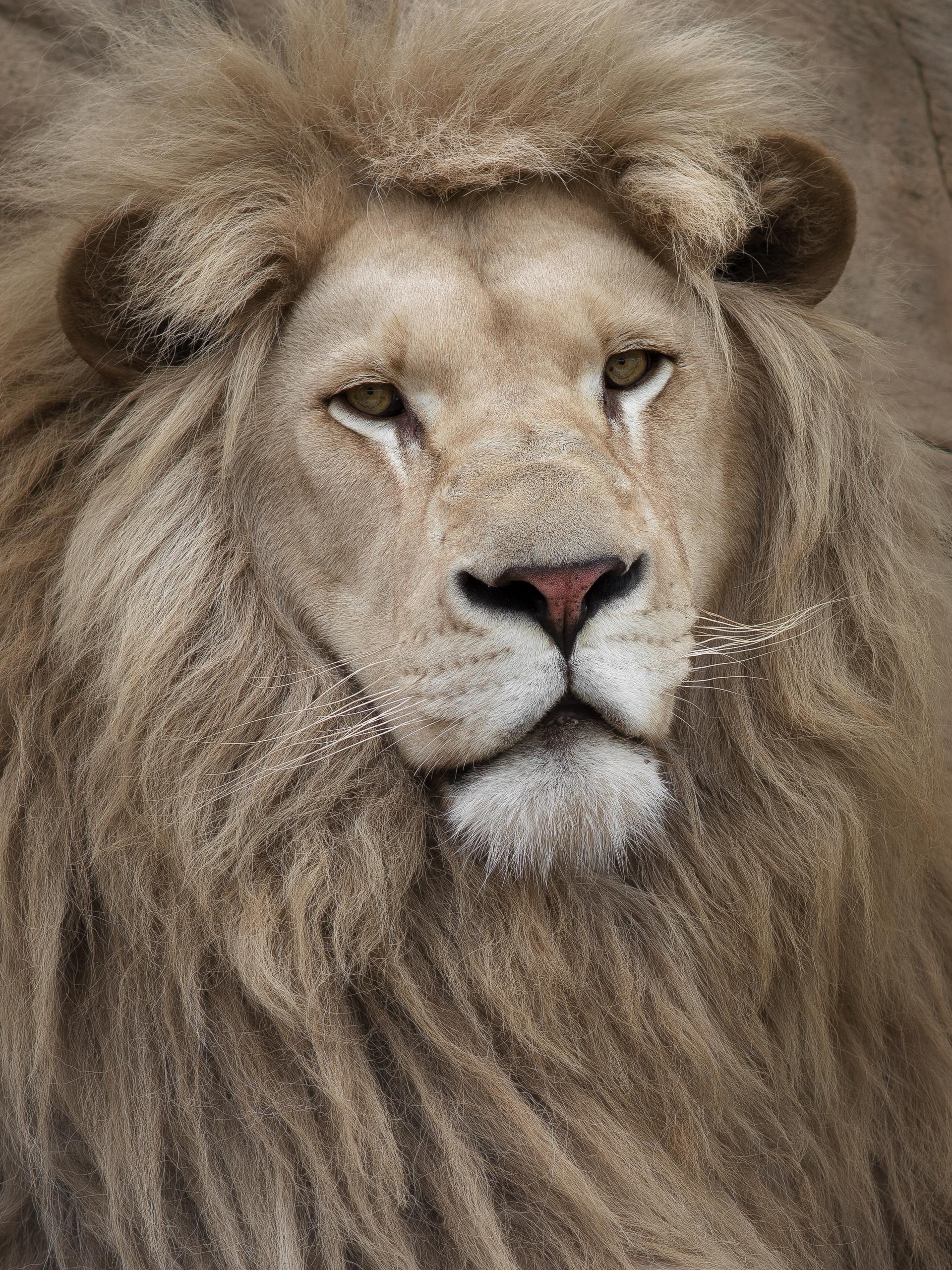 cat,wild, wildanimal, wildanimals, wildlife, wildlifephotography, wild_animal, wildanimalphotography, кот, беларусь,минский зоопарк,minsk zoo, belarus,лев, lion, Полина Хрол