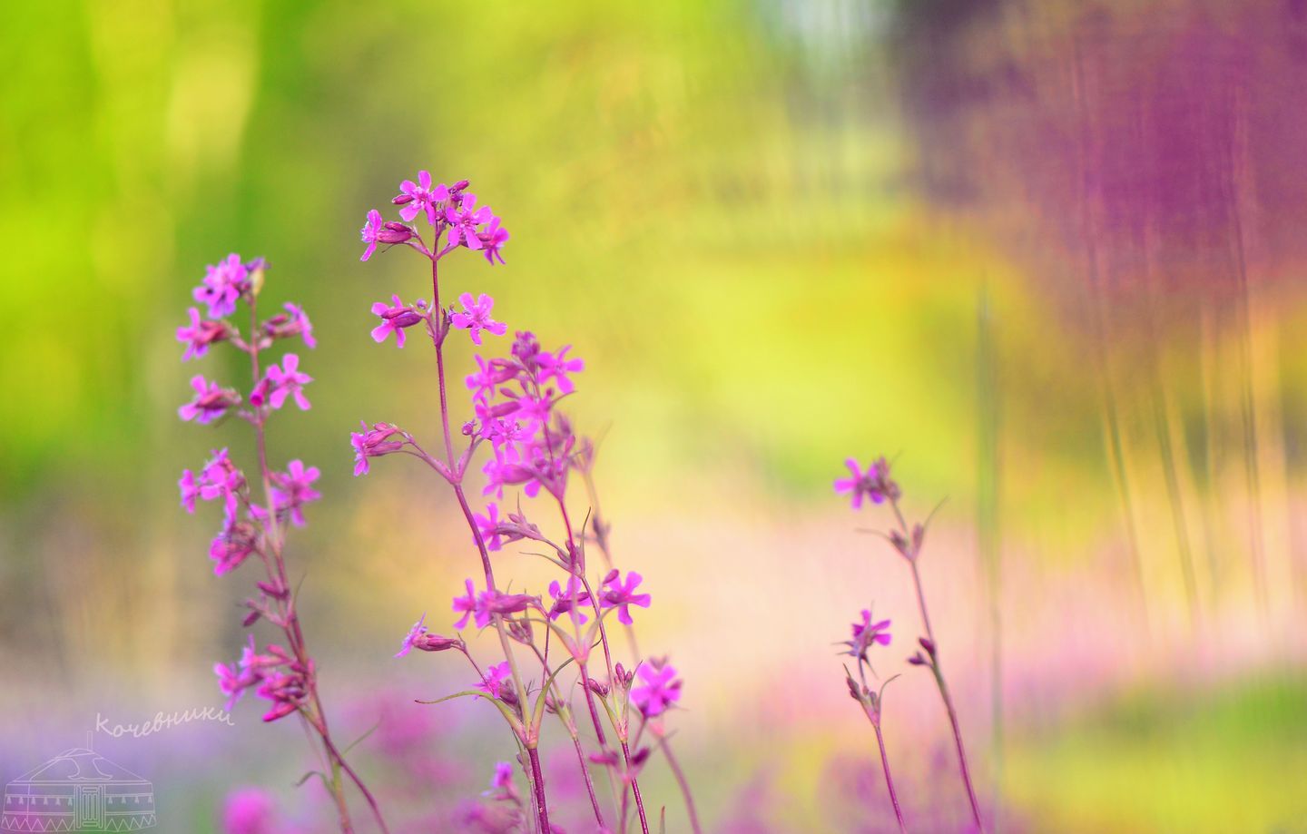 смолка, цветы, растения, лиловое, макросъемка, нежность, Юлия Абрамова