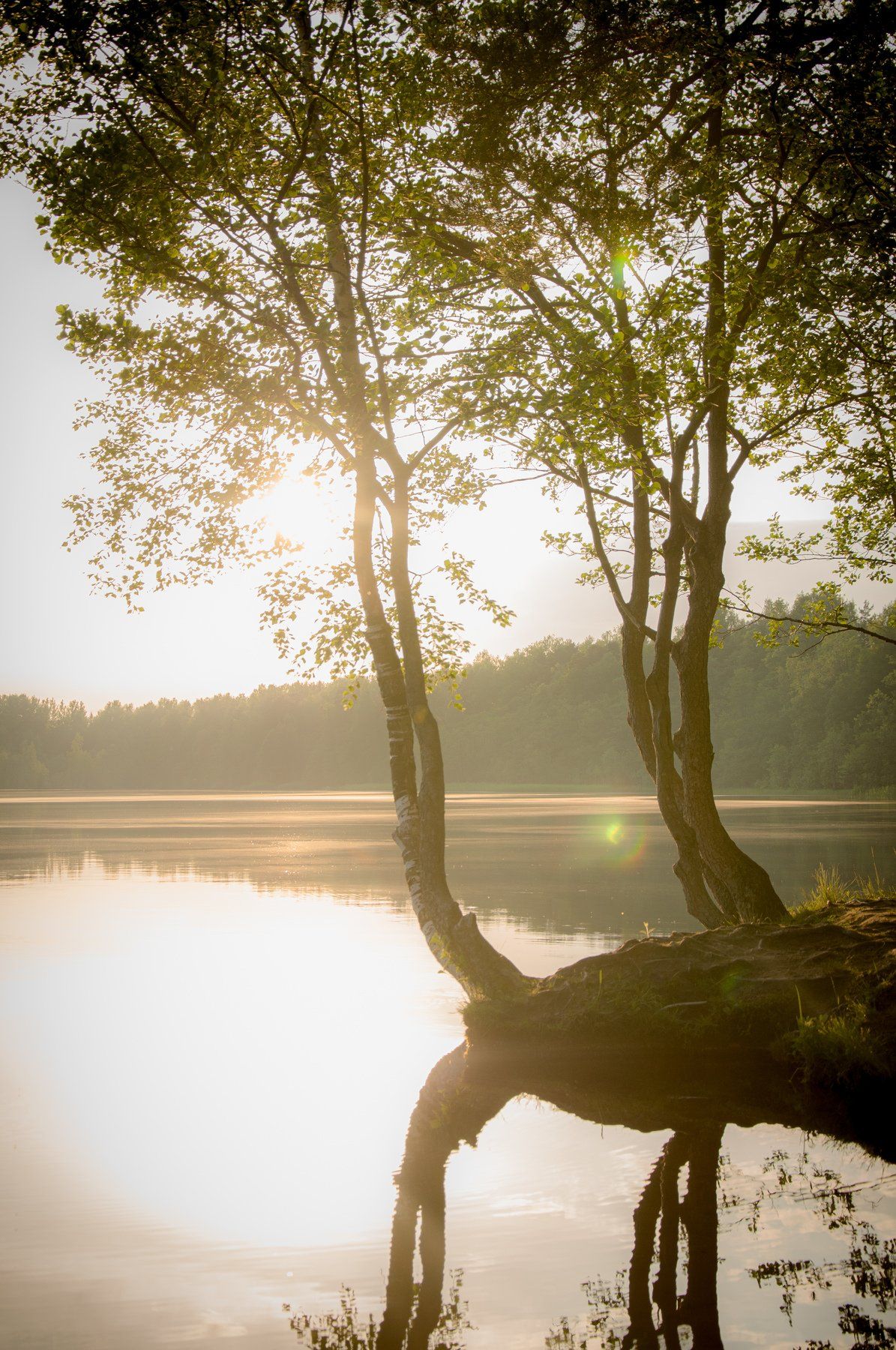 warm, grass, lake, evening, water, trees, nature, landscape, lake, village, art, picture, forest, sunshine, sunset, Евгений Демидов