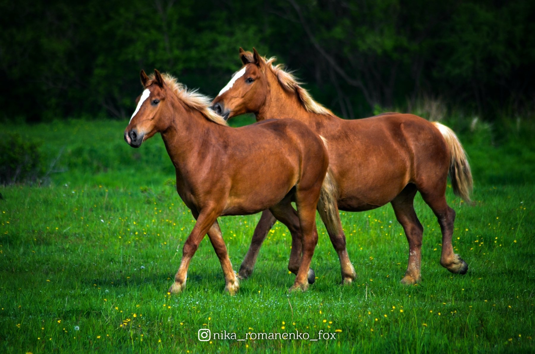 #животные, #лошадь, #лошади, #horses, #animal, #horse, #animals, #sakhalin, Вероника Романенко