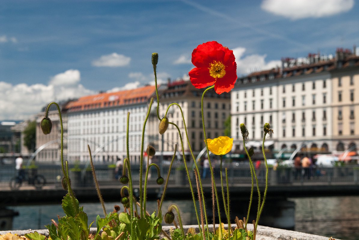 , Анатолий Поятэ