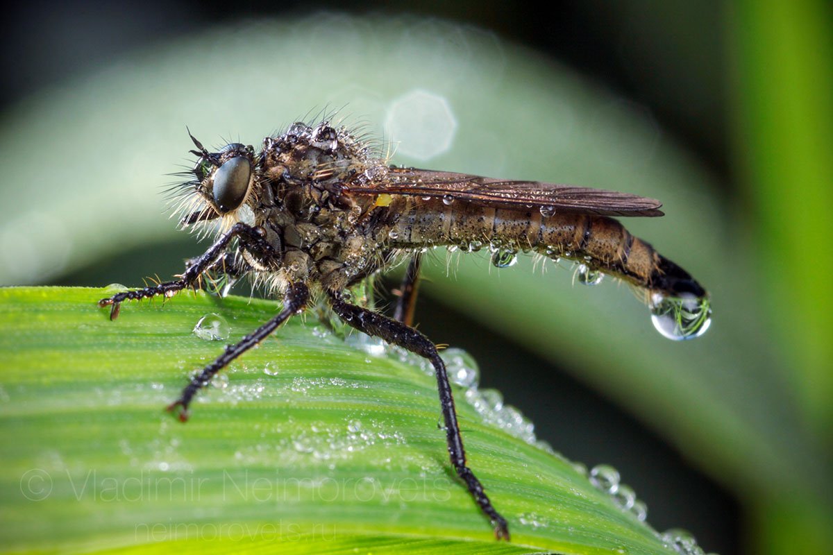 Asilidae, robber fly, assassin fly, Didysmachus picipes, diptera, insect, dew, dew, drops, morning, grass, green, macro, close-up, close up, Pudomyagi, Gatchina district, Leningrad Region, Russia, Владимир Нейморовец