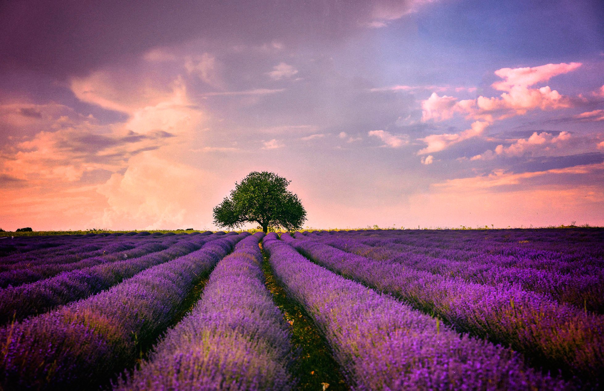 landscape. lavender  , Teodora Ivanova