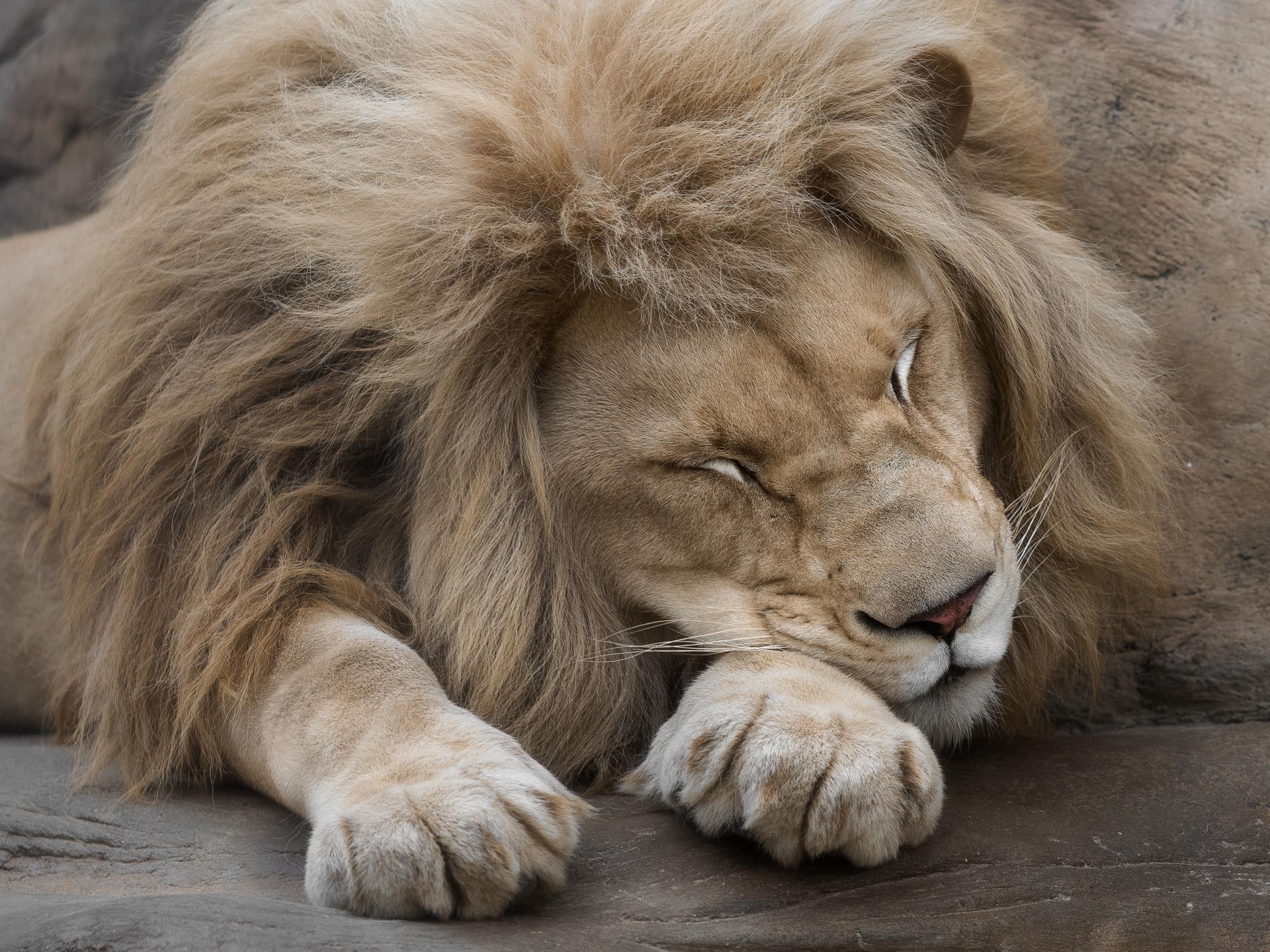 cat,wild, wildanimal, wildanimals, wildlife, wildlifephotography, wild_animal, wildanimalphotography, кот, беларусь,минский зоопарк,minsk zoo, belarus,лев, lion, Полина Хрол