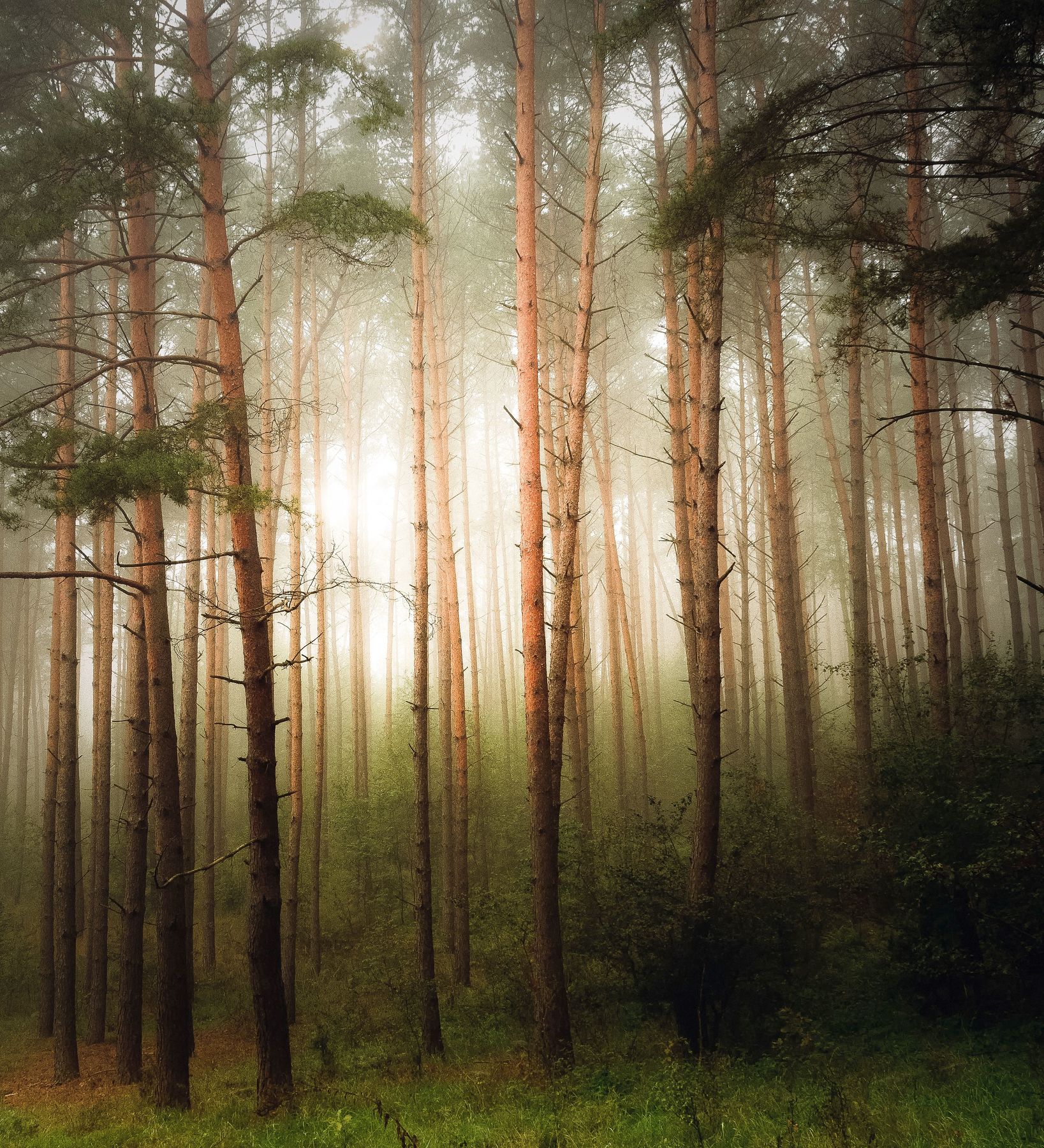 forest,trees,nature,mist,landscape,sky,light,dawn,nikon,, Krzysztof Tollas