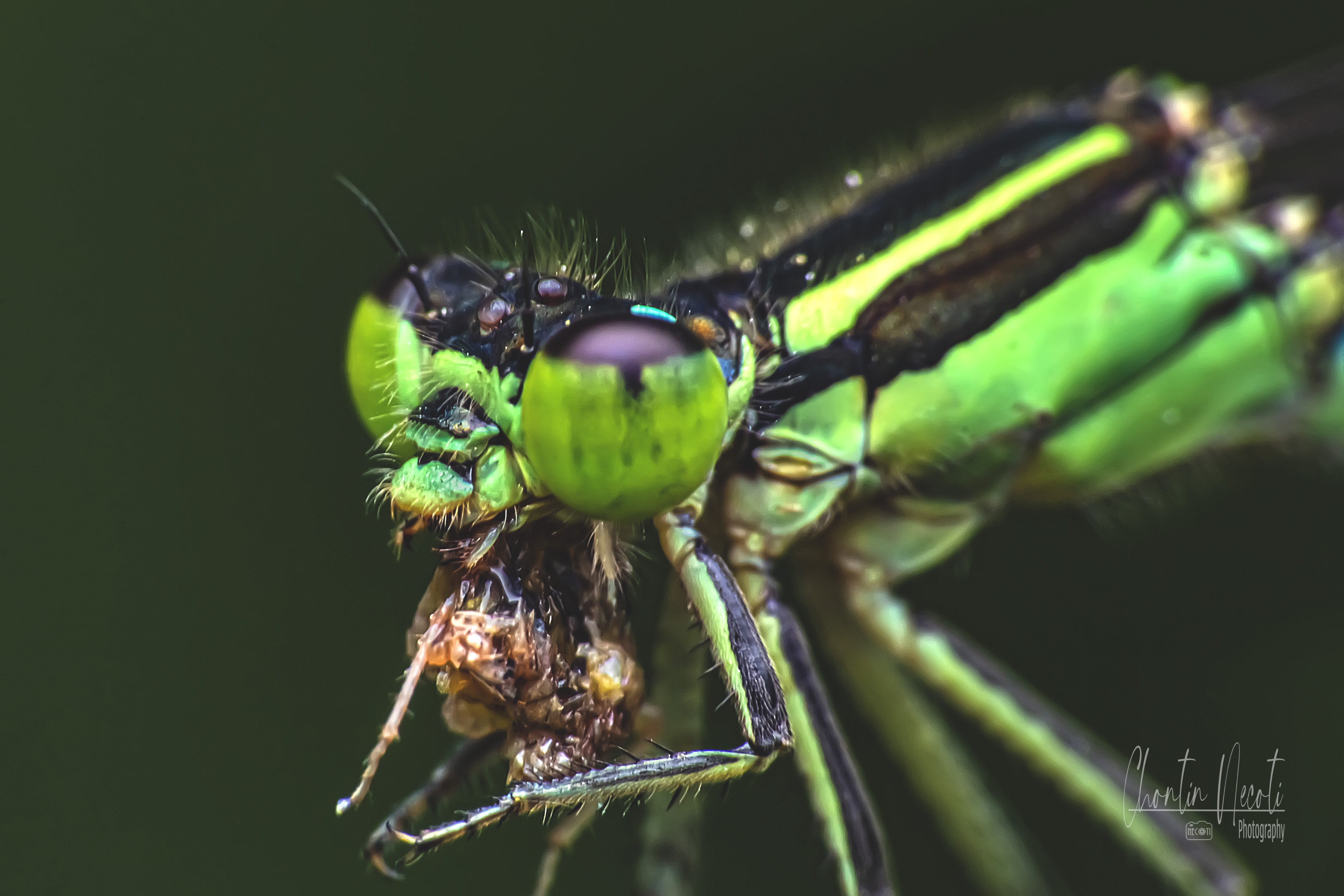 dragonfly, fly, grass, eating, green, garden, insect, macro, close up, stock, image, photo, nature, natural, outdoor, fresh, NeCoTi ChonTin