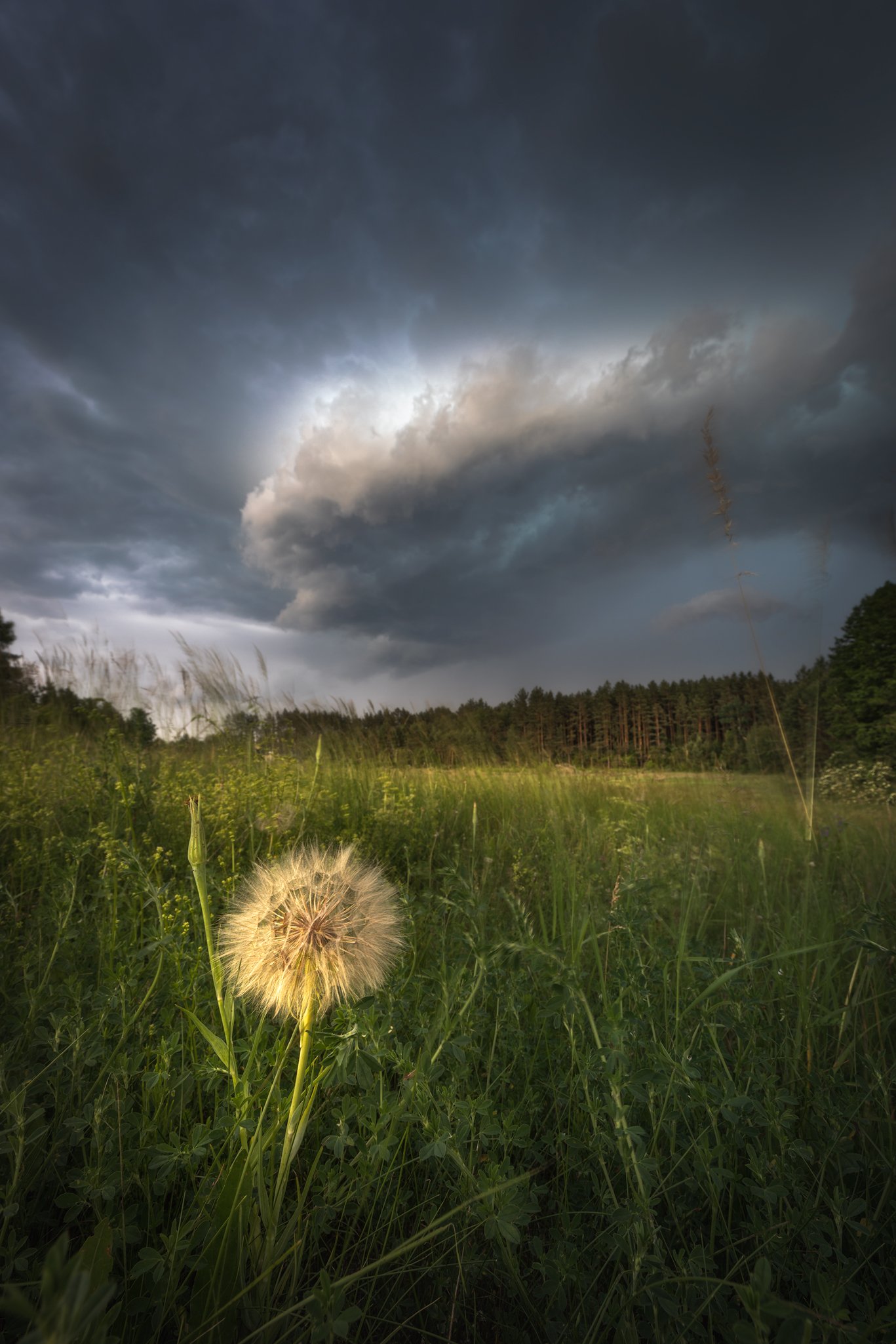 storm sky clouds wildflower meadow Podlasie Poland mood, Maciej Warchoł