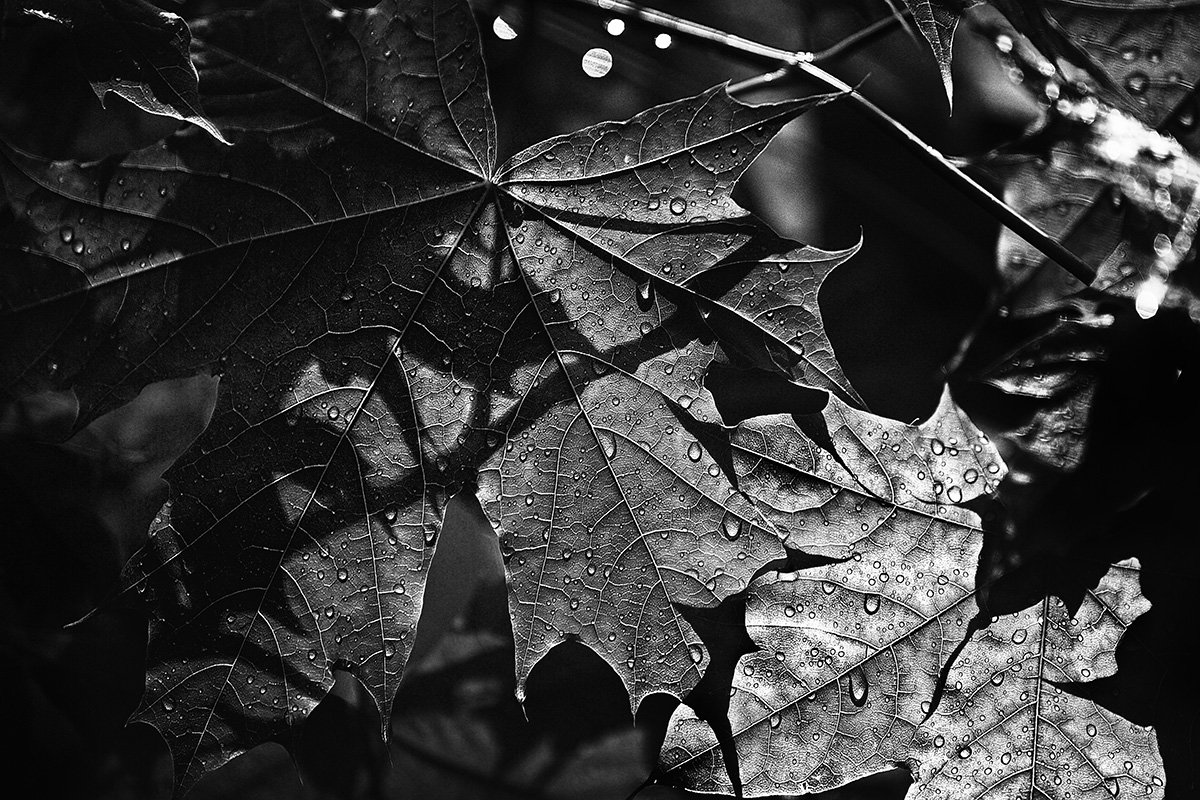 чб фото, листья, дождь, Vera Trandina