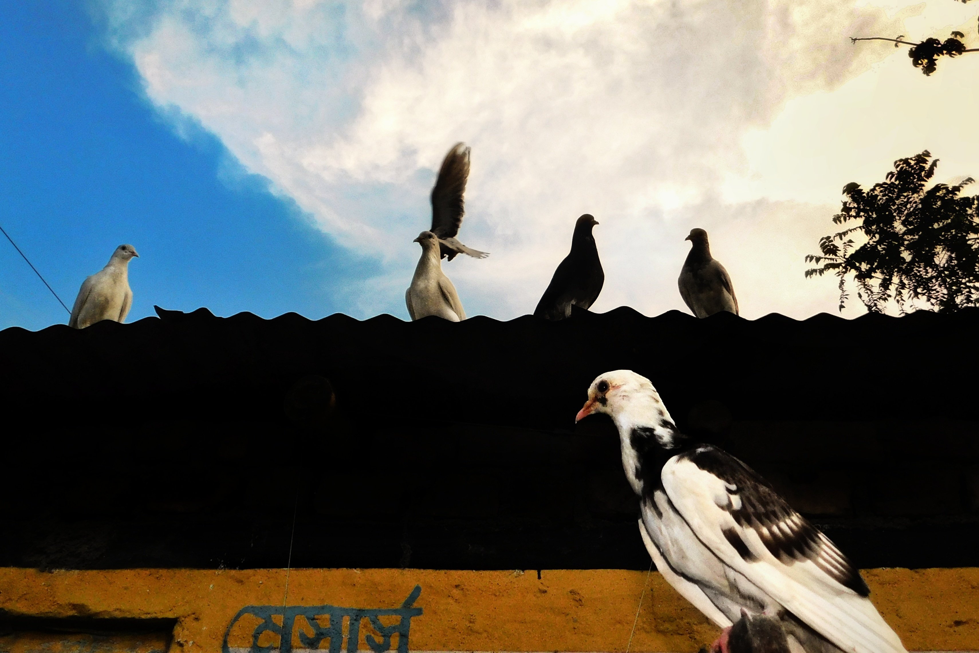 #birds #layers #juxtaposition, Saha Jagannath
