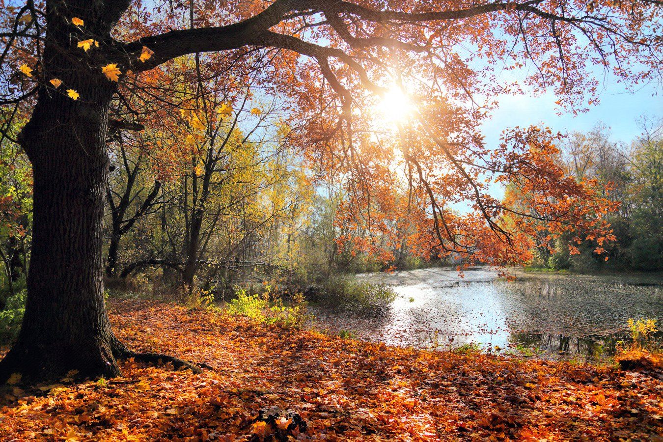 осень, парк, пруд, солнце, листва, Виктор Климкин