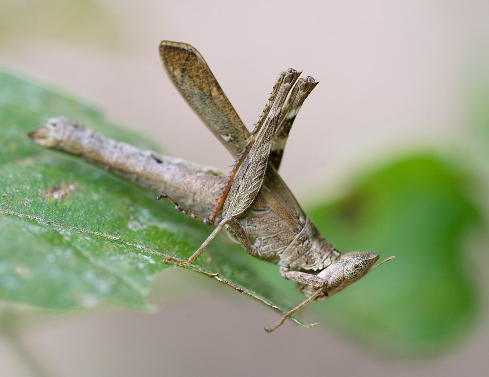 macro, closeup, insect, макро, насекомые, gnilenkov, Alexey Gnilenkov