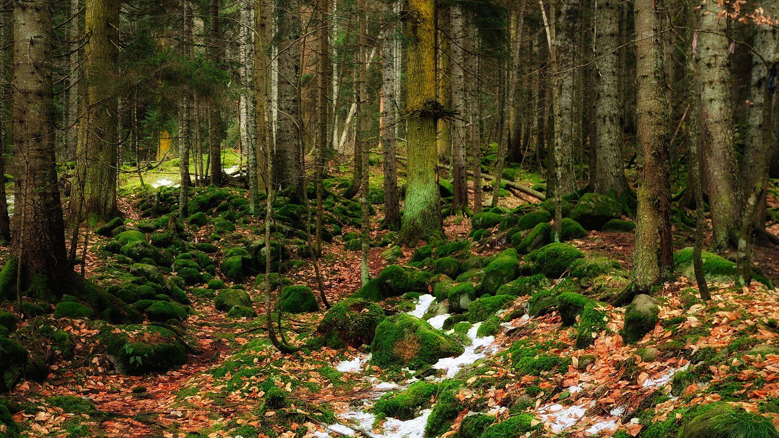 лес, мох, зима, природа, пейзаж, Serj Master