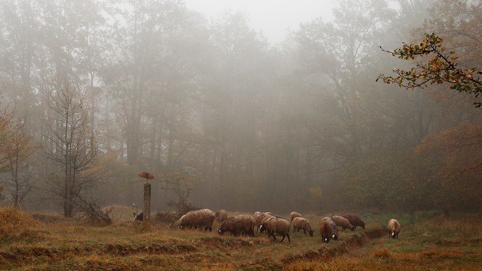 лес, осень, туман, овечки, Светлана Щемелева