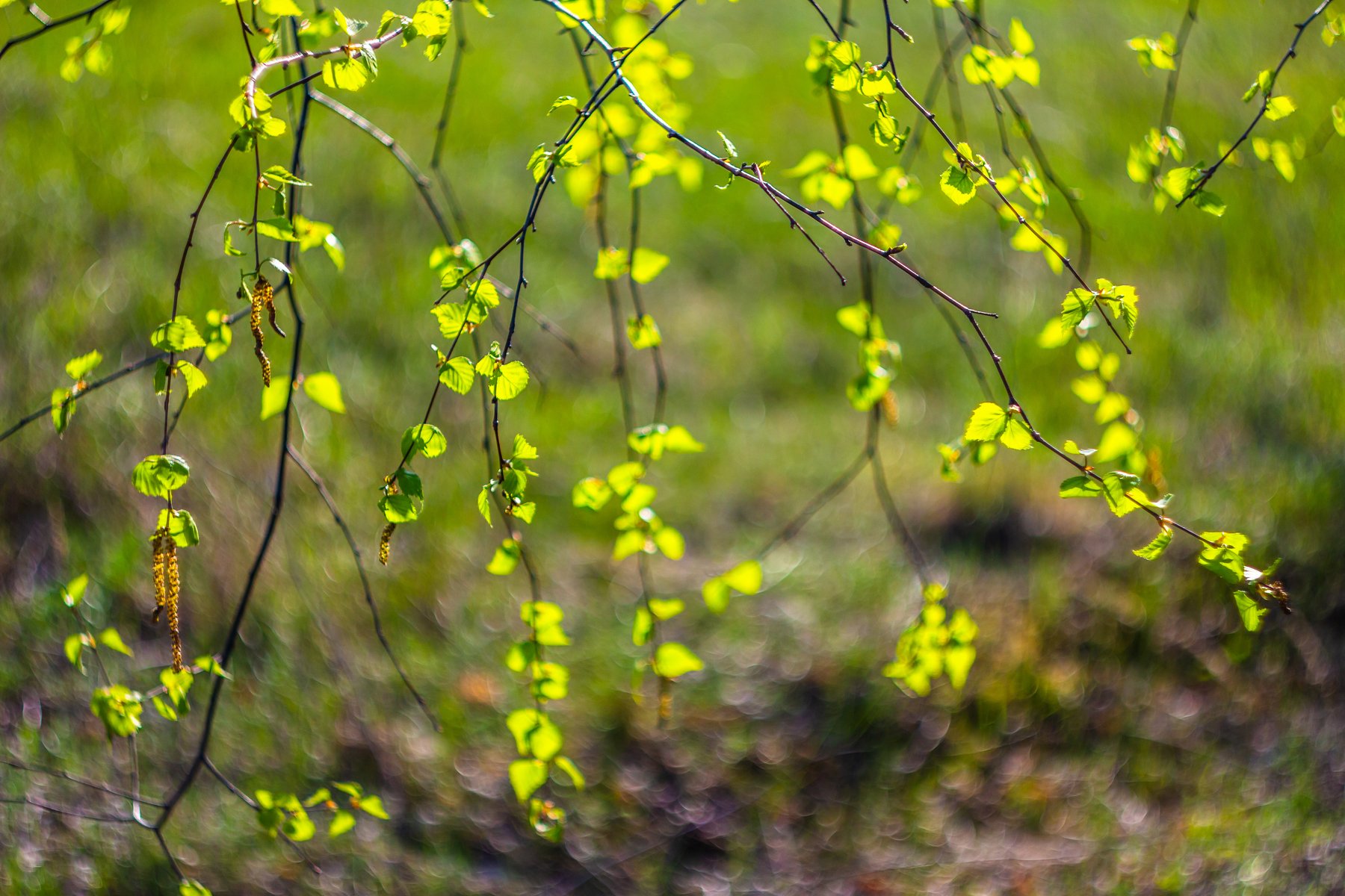 природа, май, листья, весна, берёза, Руслан Востриков